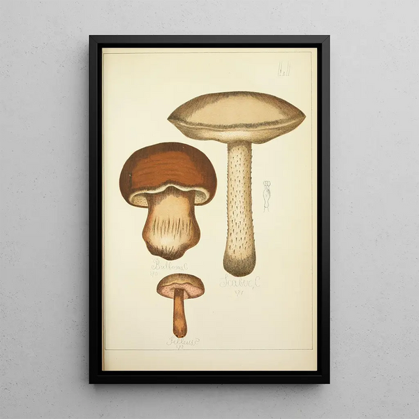Histoire naturelle des champignons Pl51 - Guillaume Sicard | Reproduction — quadro incorniciato alla parete