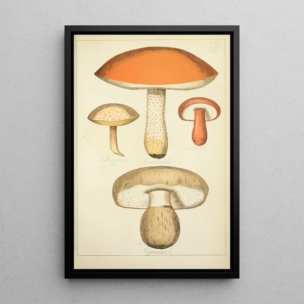 Histoire naturelle des champignons Pl52 - Guillaume Sicard — quadro incorniciato alla parete