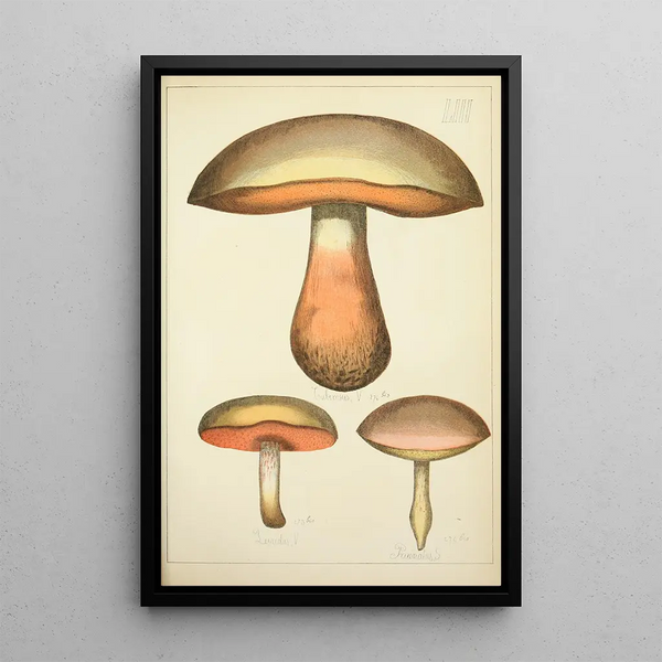 Histoire naturelle des champignons Pl53 - Guillaume Sicard — quadro incorniciato alla parete