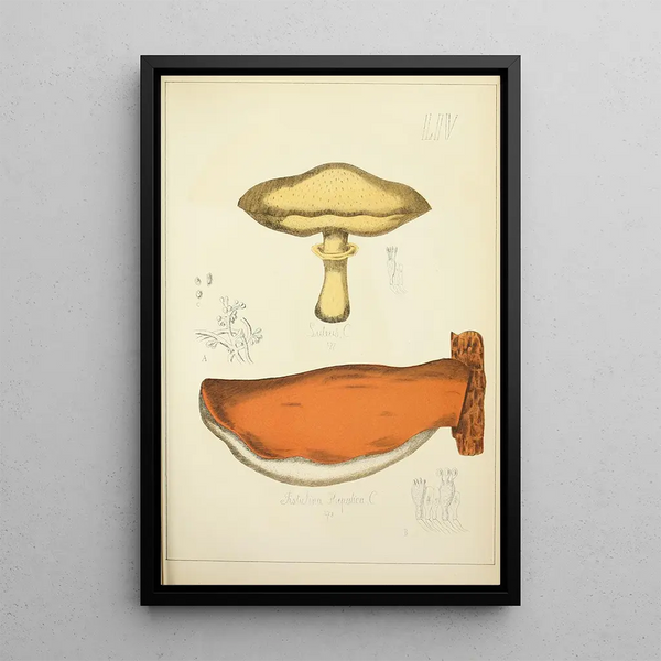 Histoire naturelle des champignons Pl54 - Guillaume Sicard — quadro incorniciato alla parete