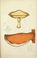 Histoire naturelle des champignons Pl54 - Guillaume Sicard — vista dell’opera