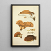 Histoire naturelle des champignons Pl55 - Guillaume Sicard — quadro incorniciato alla parete