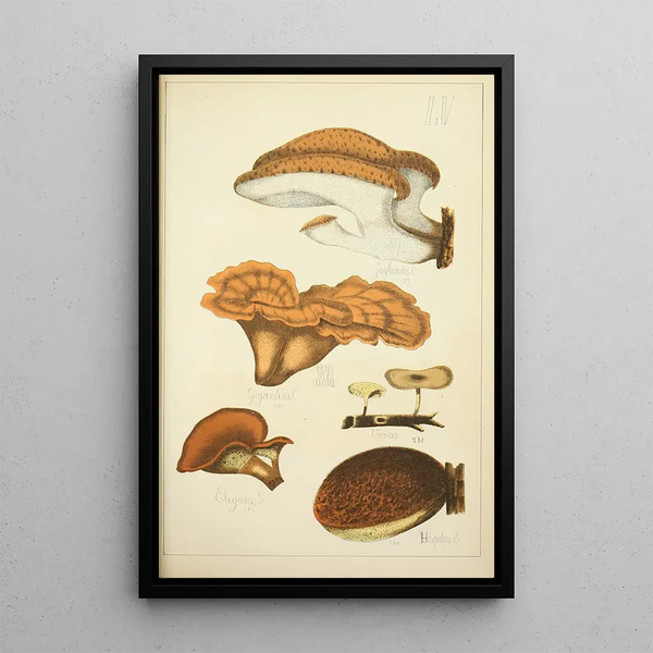 Histoire naturelle des champignons Pl55 - Guillaume Sicard — quadro incorniciato alla parete