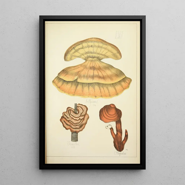 Histoire naturelle des champignons Pl56 - Guillaume Sicard | Reproduction — quadro incorniciato alla parete