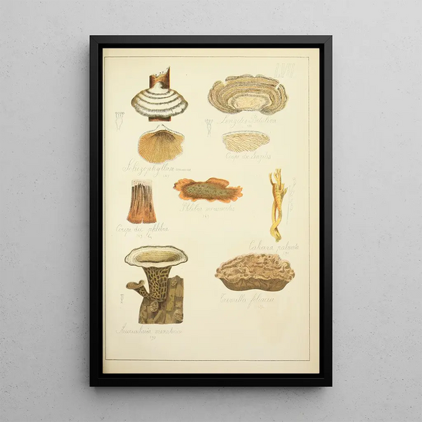 Histoire naturelle des champignons Pl57 - Guillaume Sicard — quadro incorniciato alla parete