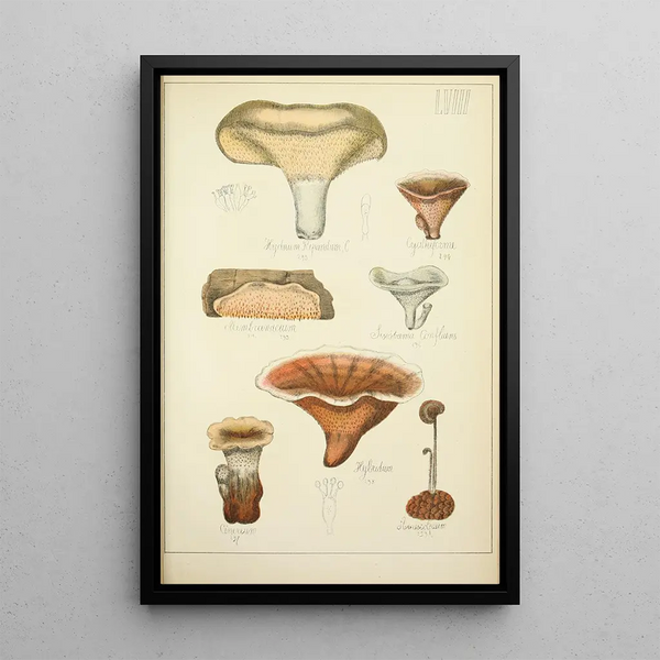 Histoire naturelle des champignons Pl58 - Guillaume Sicard — quadro incorniciato alla parete