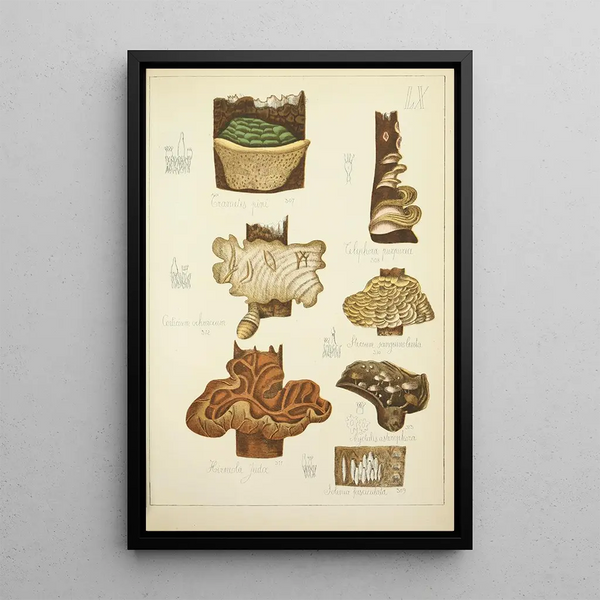 Histoire naturelle des champignons Pl60 - Guillaume Sicard | Reproduction — quadro incorniciato alla parete