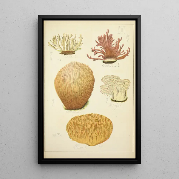 Histoire naturelle des champignons Pl61 - Guillaume Sicard — quadro incorniciato alla parete