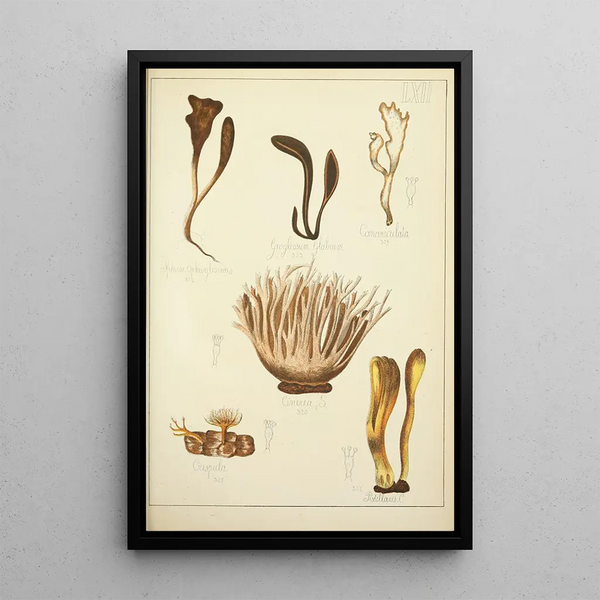 Histoire naturelle des champignons Pl62 - Guillaume Sicard — quadro incorniciato alla parete