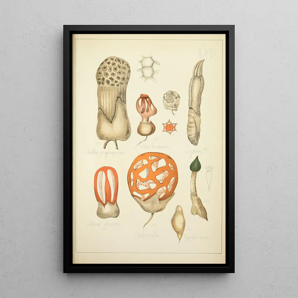 Histoire naturelle des champignons Pl65 - Guillaume Sicard — quadro incorniciato alla parete