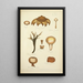 Histoire naturelle des champignons Pl66 - Guillaume Sicard | Reproduction — quadro incorniciato alla parete