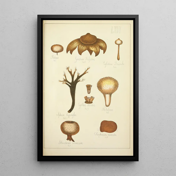 Histoire naturelle des champignons Pl66 - Guillaume Sicard | Reproduction — quadro incorniciato alla parete