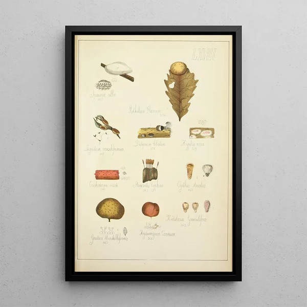Histoire naturelle des champignons Pl68 - Guillaume Sicard — quadro incorniciato alla parete