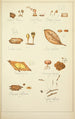 Histoire naturelle des champignons Pl70 - Guillaume Sicard | Reproduction — vista dell’opera