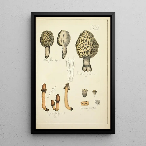 Histoire naturelle des champignons Pl71 - Guillaume Sicard — quadro incorniciato alla parete