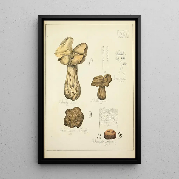 Histoire naturelle des champignons Pl72 - Guillaume Sicard — quadro incorniciato alla parete