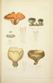 Histoire naturelle des champignons Pl73 - Guillaume Sicard — vista dell’opera