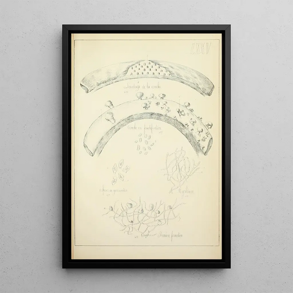 Histoire naturelle des champignons Pl75 - Guillaume Sicard — quadro incorniciato alla parete