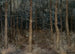 Chemins mystiques, vista della foresta - Gust van de Wall Perné — vista dell’opera
