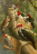 Le monde des oiseaux nord-américains pl01 - Gustav Mützel — vista dell’opera