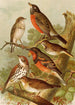Le monde des oiseaux nord-américains pl02 - Gustav Mützel — vista dell’opera