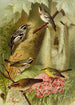 Le monde des oiseaux nord-americains pl12 - Gustav Mützel — vista dell’opera