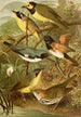 Le monde des oiseaux nord-américains pl15 - Gustav Mützel — vista dell’opera