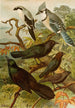 Le monde des oiseaux nord-américains pl18 - Gustav Mützel — vista dell’opera