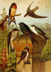 Le monde des oiseaux nord-americains pl19 - Gustav Mützel — vista dell’opera