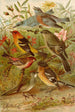 Le monde des oiseaux nord-americains pl21 - Gustav Mützel — vista dell’opera
