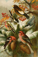 Le monde des oiseaux nord-américains pl22 - Gustav Mützel — vista dell’opera
