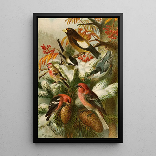 Gustav Mutzel - Die Nordamerikanische Vogelwelt pl22.webp