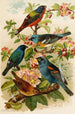 Le monde des oiseaux nord-américains pl28 - Gustav Mützel — vista dell’opera