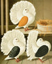 C. laticaudae - Gustav Prütz — vista dell’opera