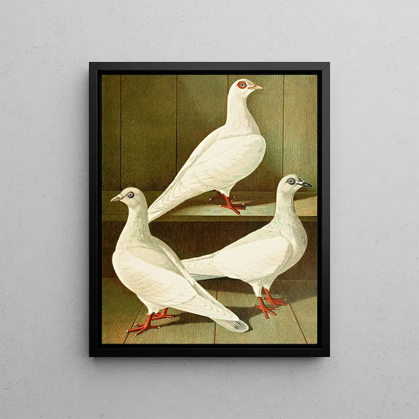 Gustav Prtz - Glattfssige Flachstirnige LangschnabelTmmler.webp