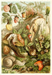 Molluschi terrestri - H Morin — vista dell’opera