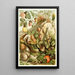 Molluschi terrestri - H Morin — quadro incorniciato alla parete