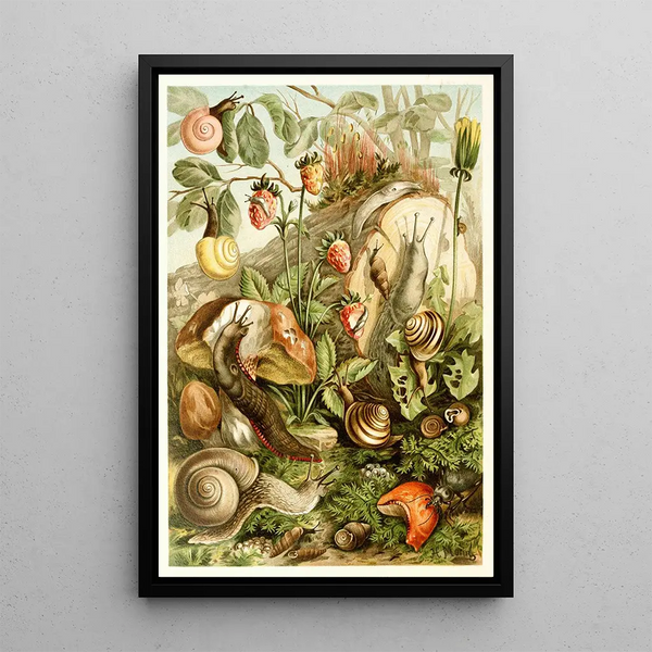 Molluschi terrestri - H Morin — quadro incorniciato alla parete