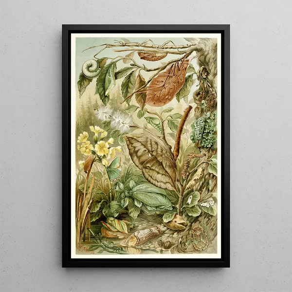 Mimétisme chez les insetti - H Morin — quadro incorniciato alla parete