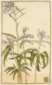Fleurs roses avec feuilles vertes épineuses - Hannah Borger Overbeck — vista dell’opera