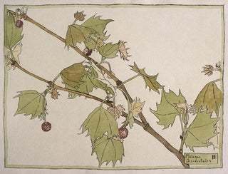 Hannah Borger Overbeck - Platanus Occidentalis Sycamore.webp