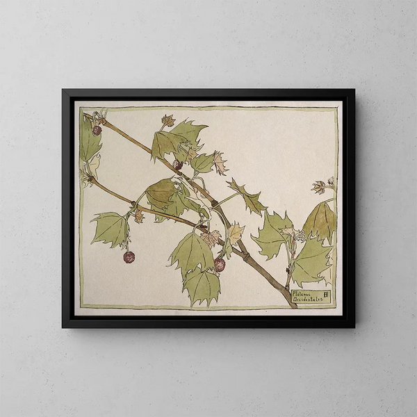 Sycomore occidentale - Hannah Borger Overbeck — quadro incorniciato alla parete