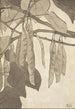 Bourgeon rouge sur fond gris - Hannah Borger Overbeck — vista dell’opera