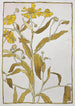 Herbe à éternuer - Hannah Borger Overbeck — vista dell’opera