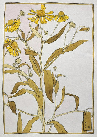 Hannah Borger Overbeck - Sneeze Weed.webp