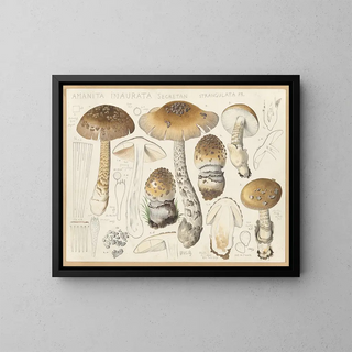 Hans Walty - Amanita inaurata Secretan strangulata Fr.webp