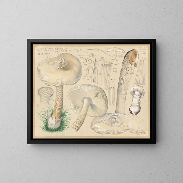 Amanite lividopalescente - Hans Baldung — quadro incorniciato alla parete