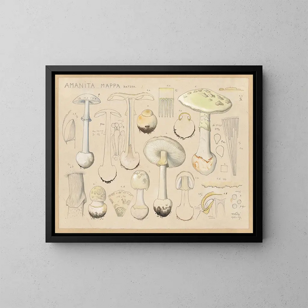 Amanite mappa - Hans Baldung — quadro incorniciato alla parete