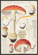 Amanite tue-mouches Linné - Hans Baldung — vista dell’opera