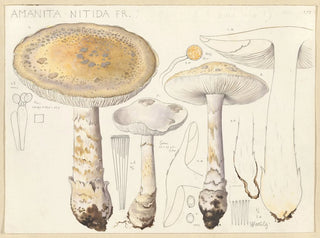 Hans Walty - Amanita nitida Fr.webp